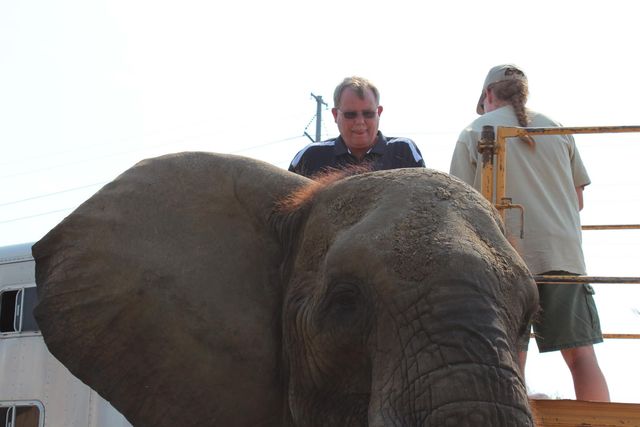 A man seated beside an elephant