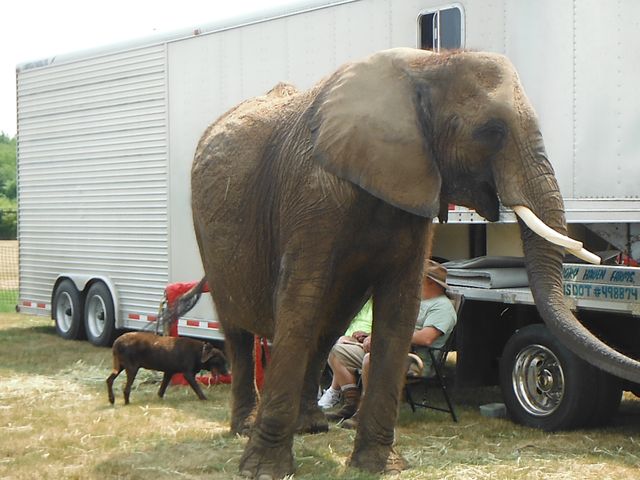 An elephant and a small pony beside a trailer