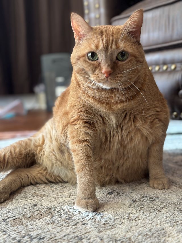 A big orange cat sitting on a rug